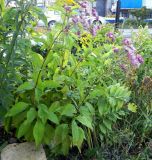 Eupatorium purpureum