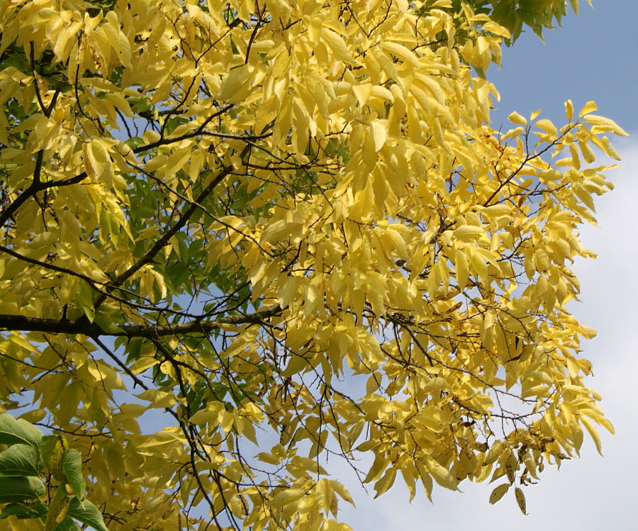 Image of genus Celtis specimen.