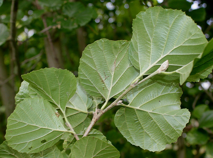 Изображение особи Parrotiopsis jacquemontiana.