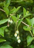 Styrax japonicus. Часть побега с незрелыми плодами. Чехия, Пругонице (Průhonice), дендрологический парк. 29.07.2014.