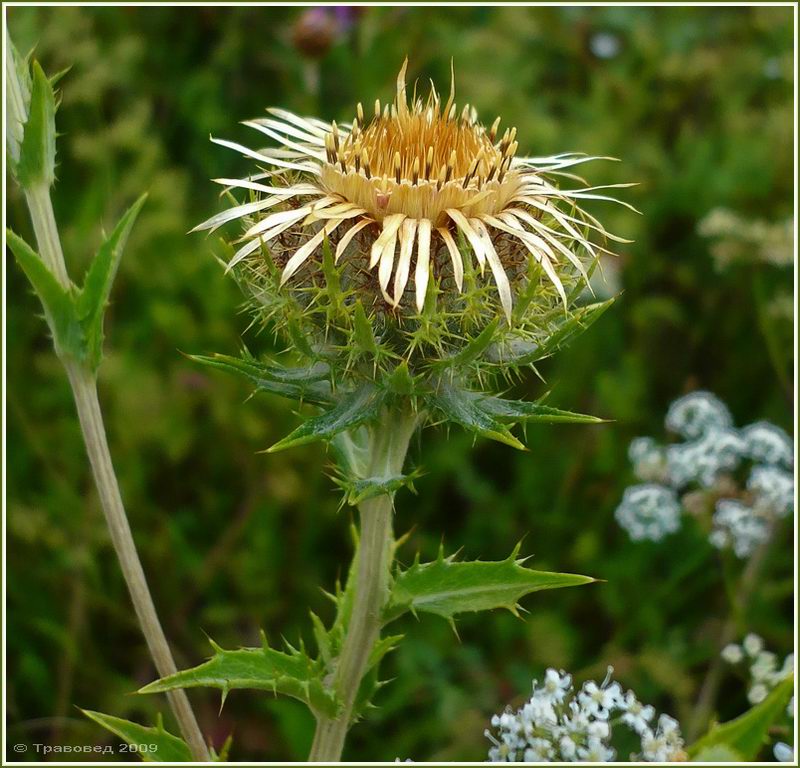 Image of Carlina biebersteinii specimen.