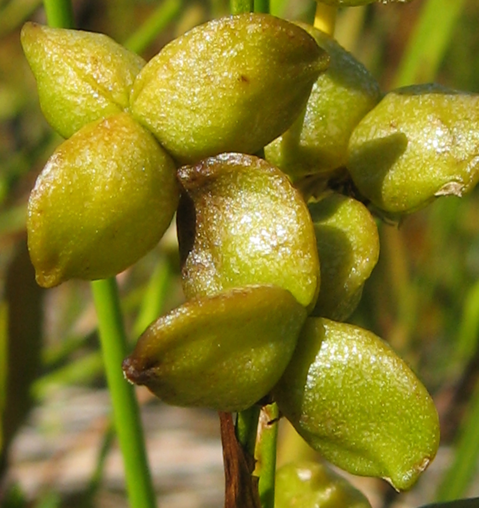 Изображение особи Scheuchzeria palustris.