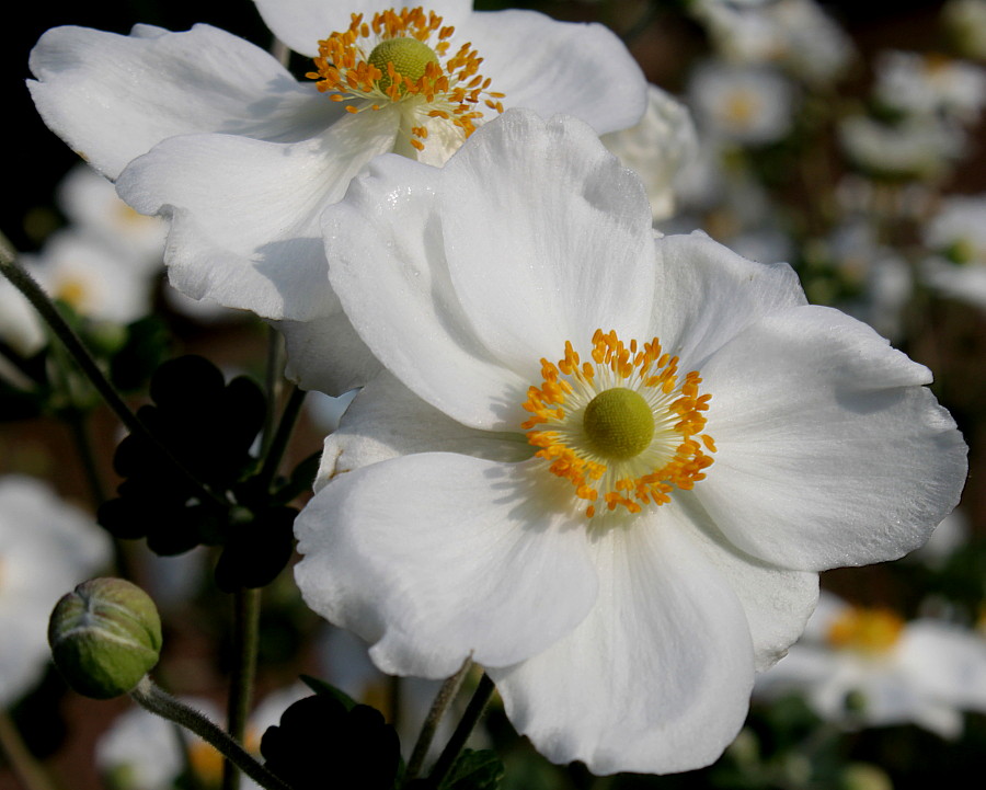 Image of Anemone vitifolia specimen.