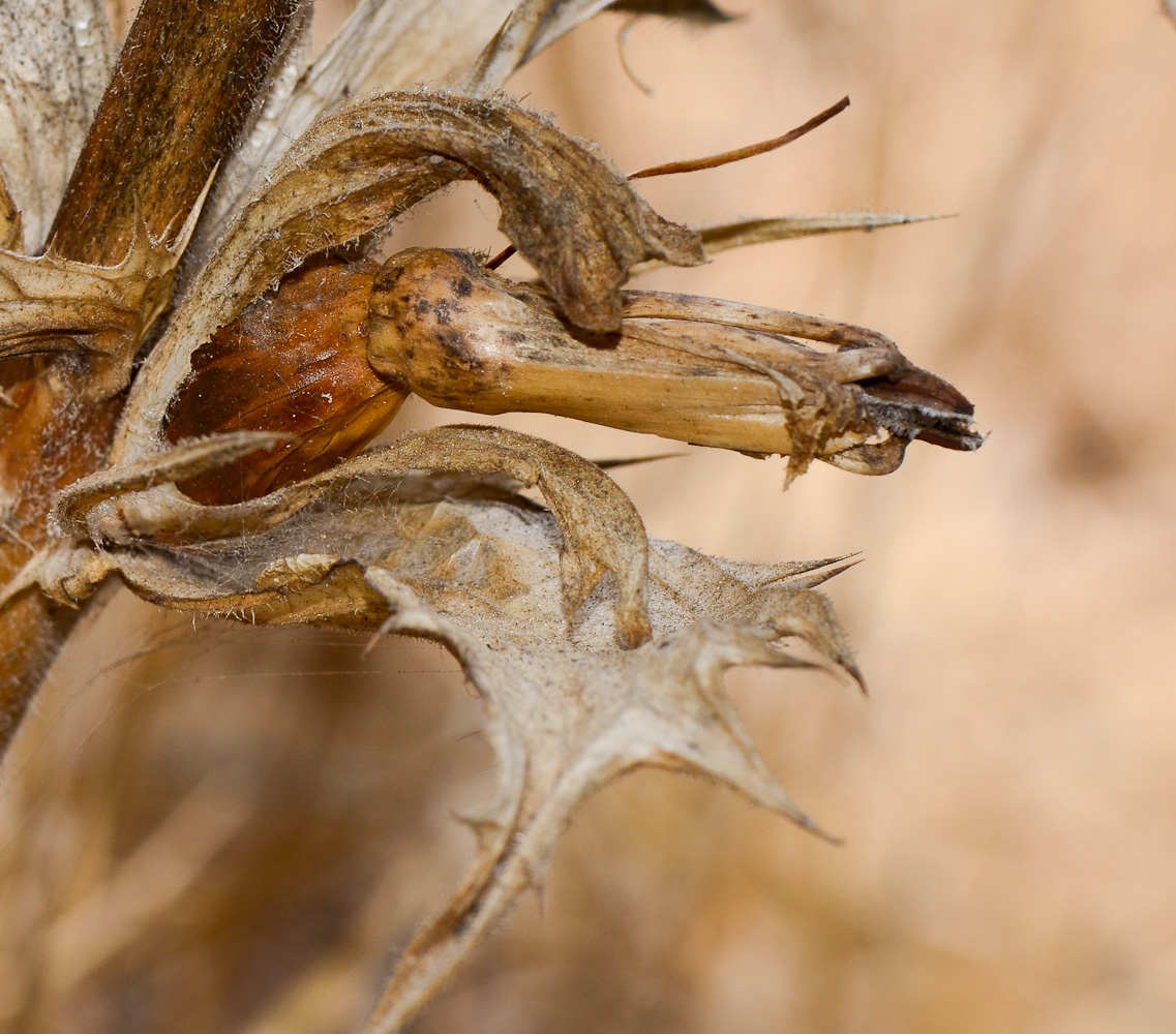 Image of Acanthus syriacus specimen.