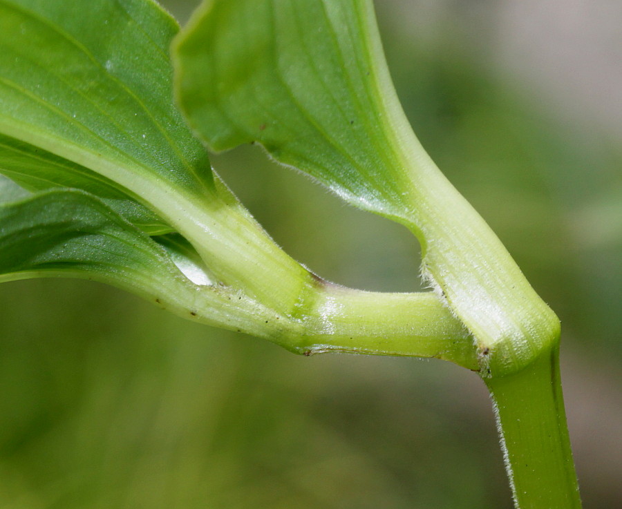 Image of Tinantia erecta specimen.