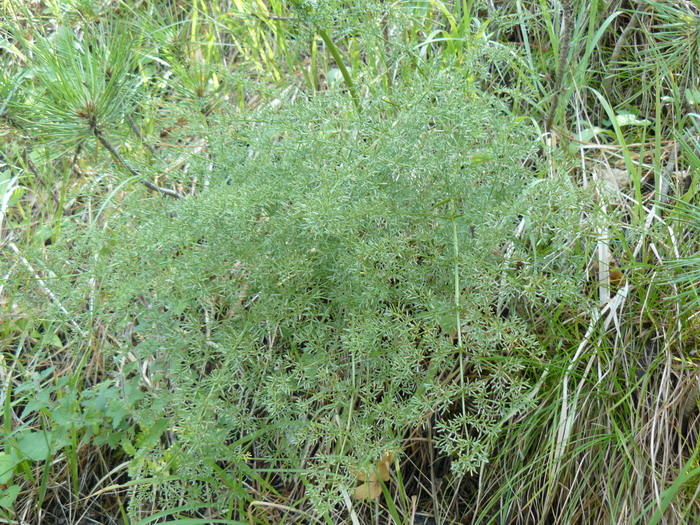 Image of Ferulago galbanifera specimen.