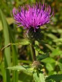 Cirsium vlassovianum
