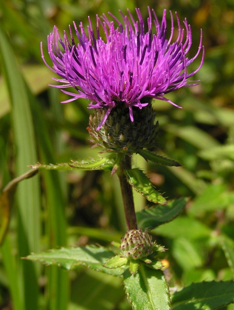 Изображение особи Cirsium vlassovianum.