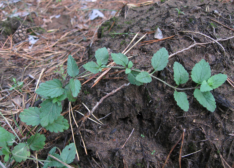 Image of Veronica chamaedrys specimen.