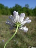 Scabiosa praemontana