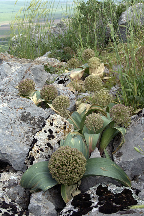 Image of Allium karataviense specimen.