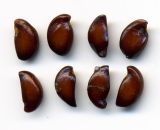 Amelanchier spicata. Семена. Курская обл., г. Железногорск, в культуре. 1 июля 2009 г.