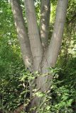 Tilia petiolaris