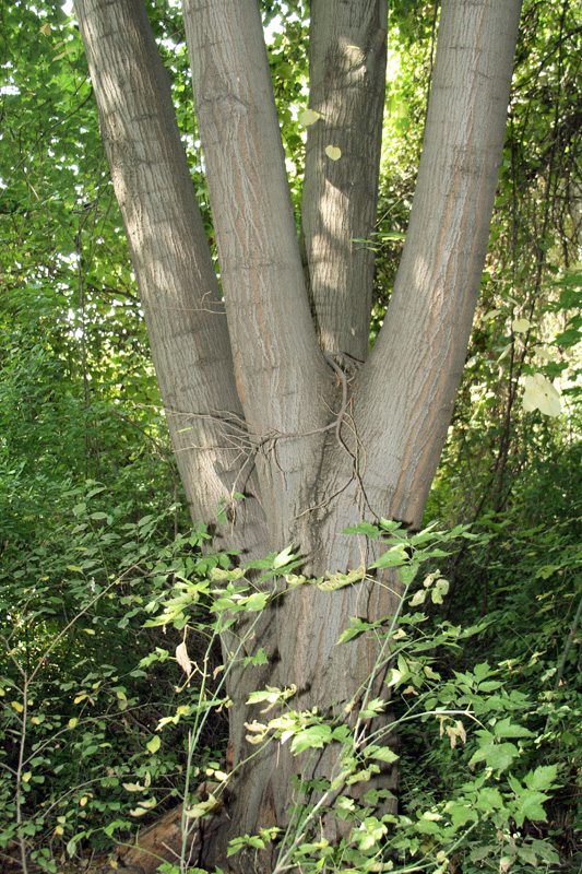Изображение особи Tilia petiolaris.