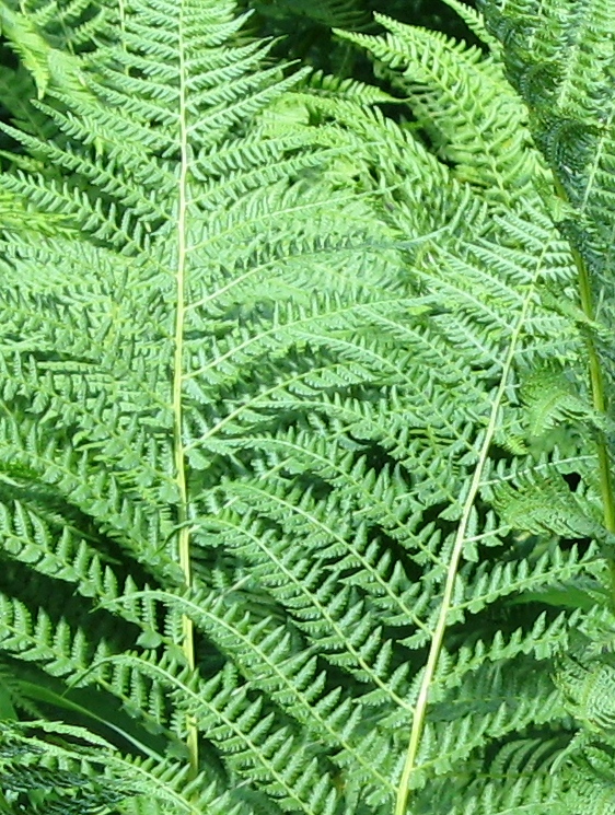 Image of Athyrium filix-femina specimen.