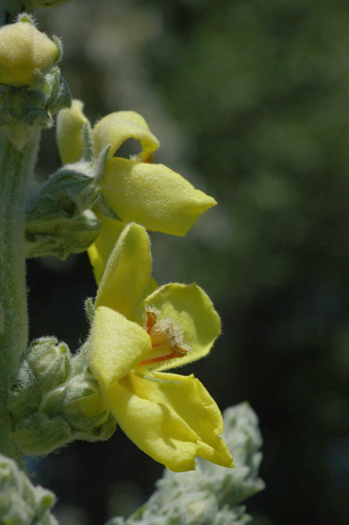 Image of Verbascum songaricum specimen.