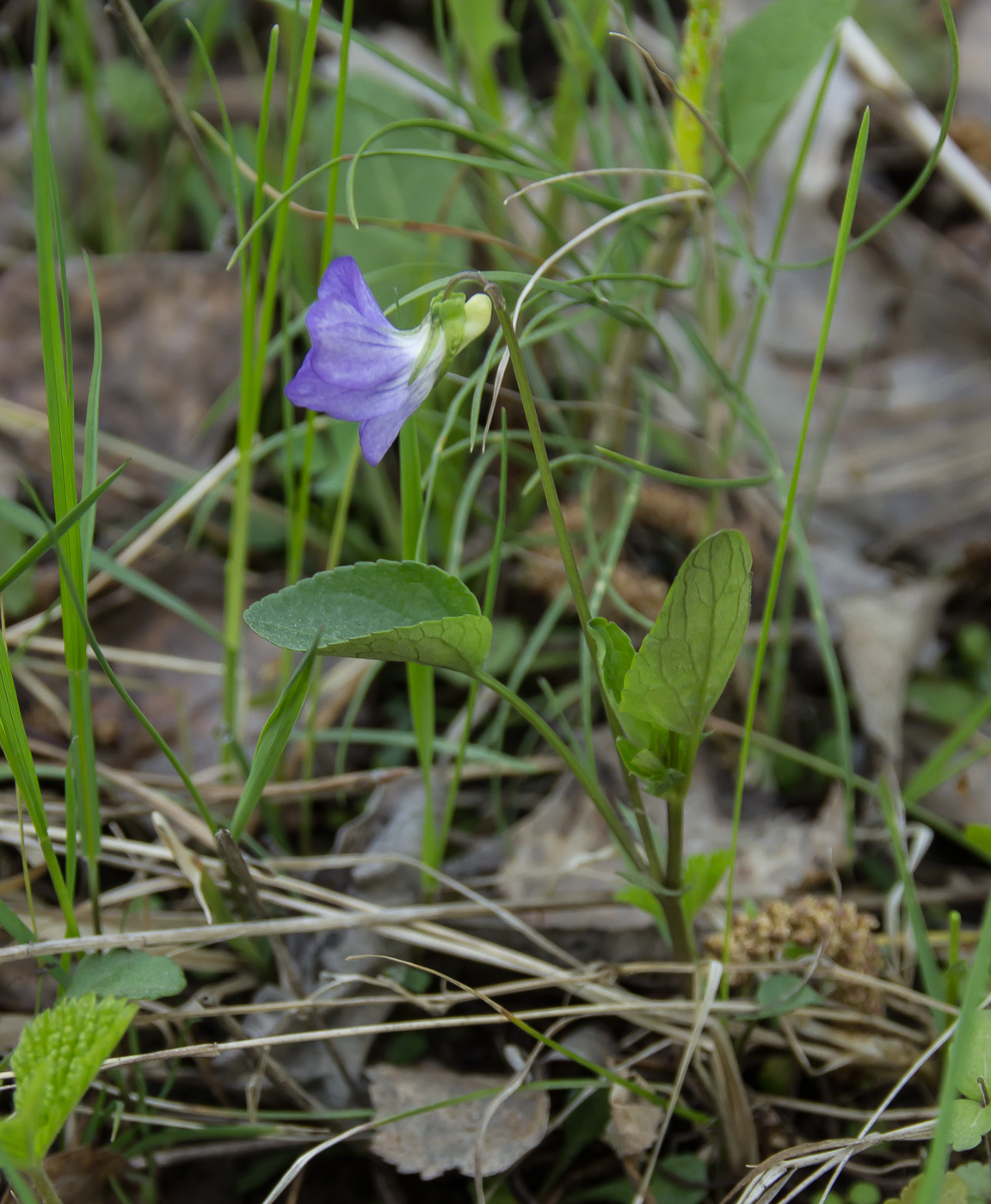 Изображение особи Viola ruppii.