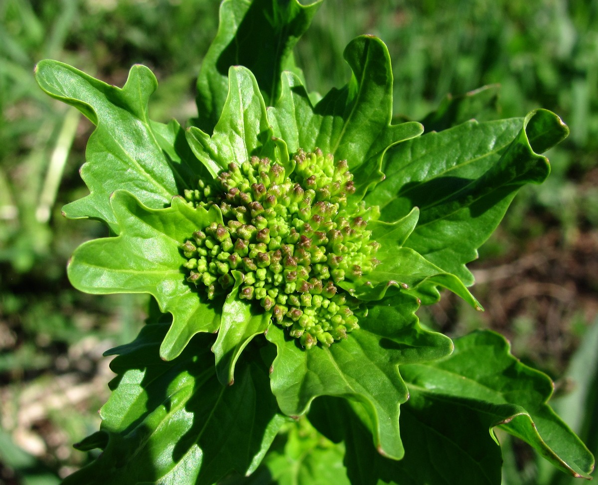 Image of Barbarea stricta specimen.