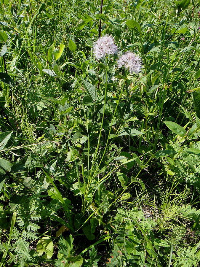 Image of Allium splendens specimen.