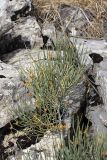 Ephedra equisetina