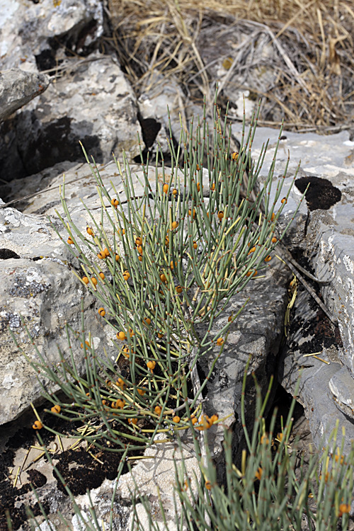Image of Ephedra equisetina specimen.
