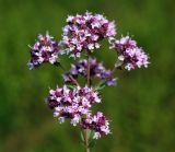 Origanum vulgare. Верхушка цветущего растения. Владимирская обл., Ковровский р-н, окр. дер. Митино, лесная вырубка. 04.07.2015.