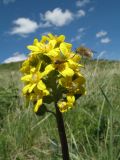 Ligularia altaica