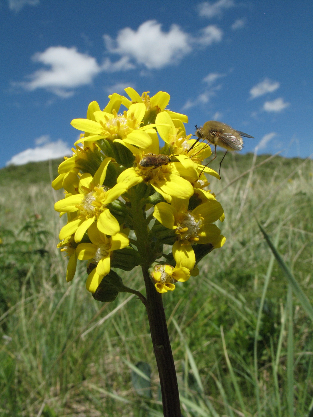 Image of Ligularia altaica specimen.