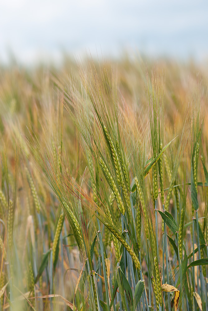 Image of Hordeum distichon specimen.