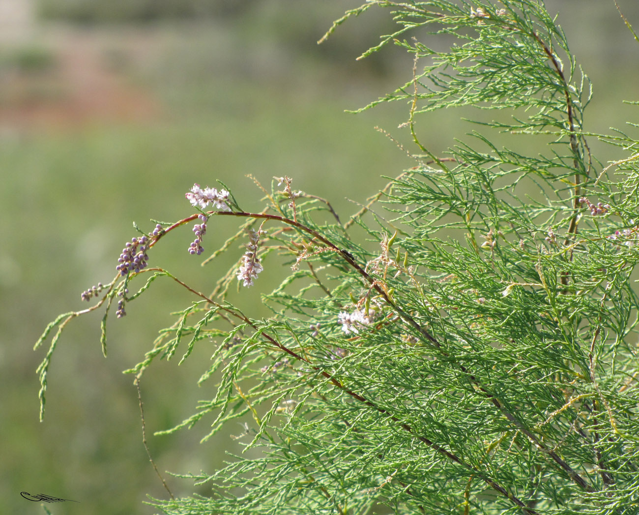 Image of Tamarix gracilis specimen.