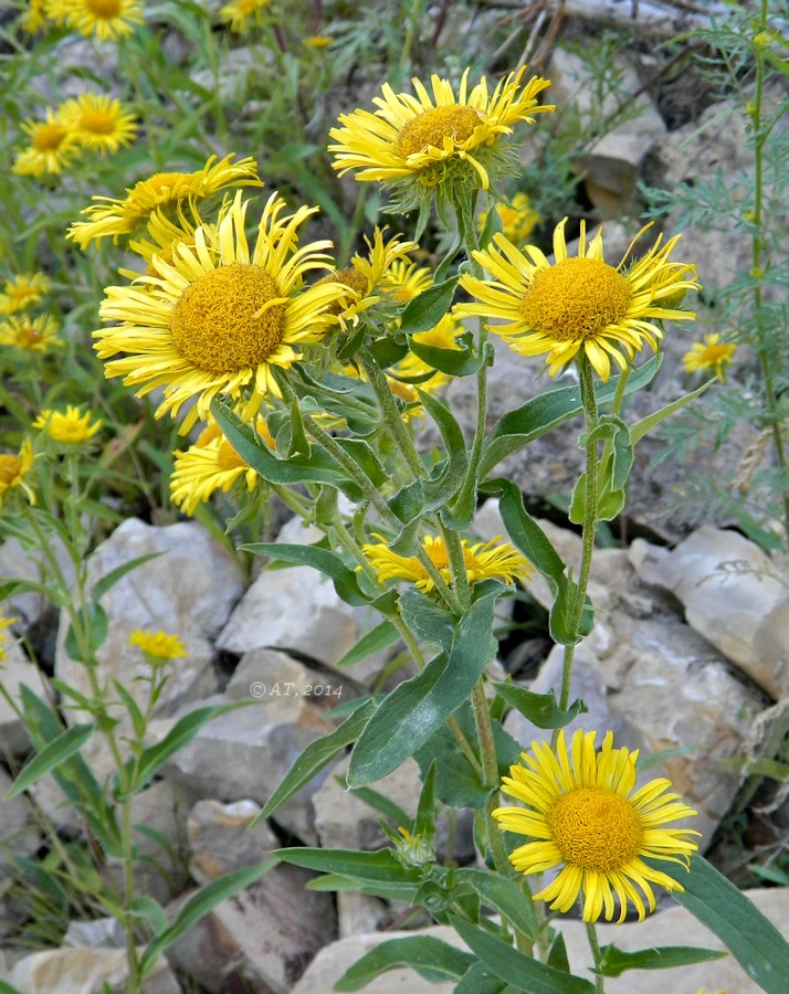 Изображение особи Inula britannica.