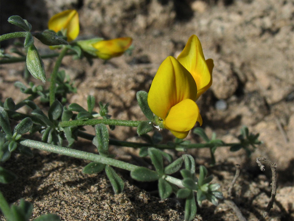 Изображение особи Lotus arinagensis.