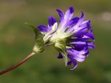 Campanula glomerata. Соцветие (вид сбоку). Кыргызстан, Нарынская обл., левый берег долины р. Нарын, окр. с. Таш-Башат. 07.07.2015.