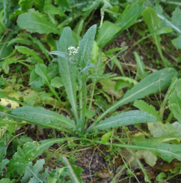 Image of Capsella bursa-pastoris specimen.
