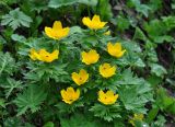 Trollius ranunculinus