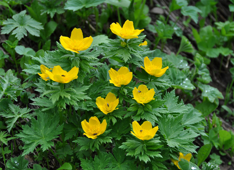 Изображение особи Trollius ranunculinus.