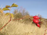 genus Rosa