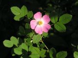Смотреть изображение род Rosa