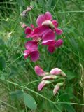 Lathyrus tuberosus. Часть побега с распустившимся и нераспустившимся (снизу) соцветиями. Челябинская обл., окр. г. Челябинск, Золотая горка, разнотравная поляна в берёзовом лесу. 30.06.2014.