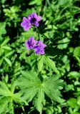 Geranium sylvaticum