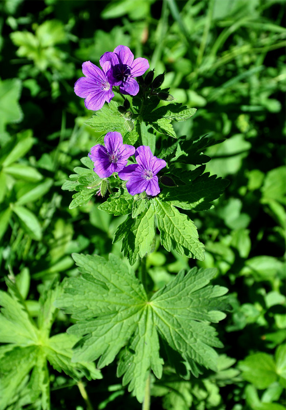 Изображение особи Geranium sylvaticum.