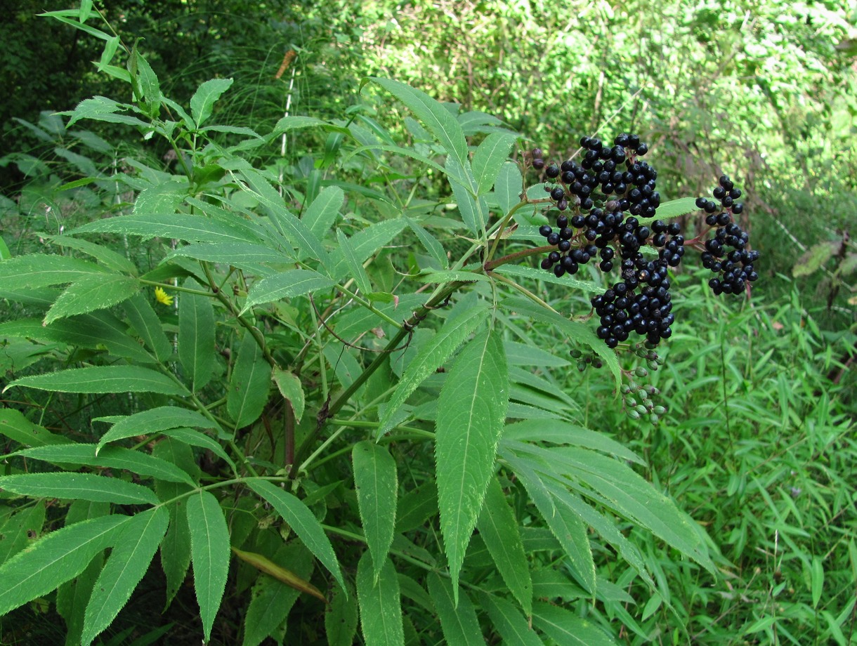 Изображение особи Sambucus ebulus.