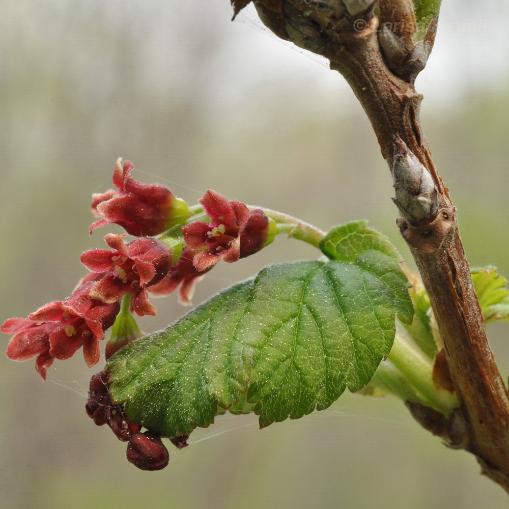 Изображение особи Ribes latifolium.