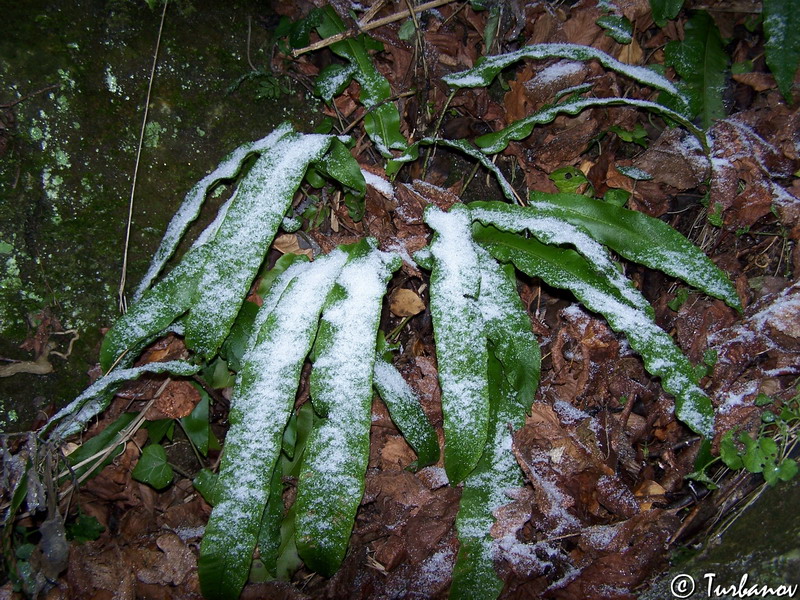 Изображение особи Phyllitis scolopendrium.