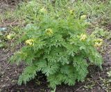Corydalis nobilis