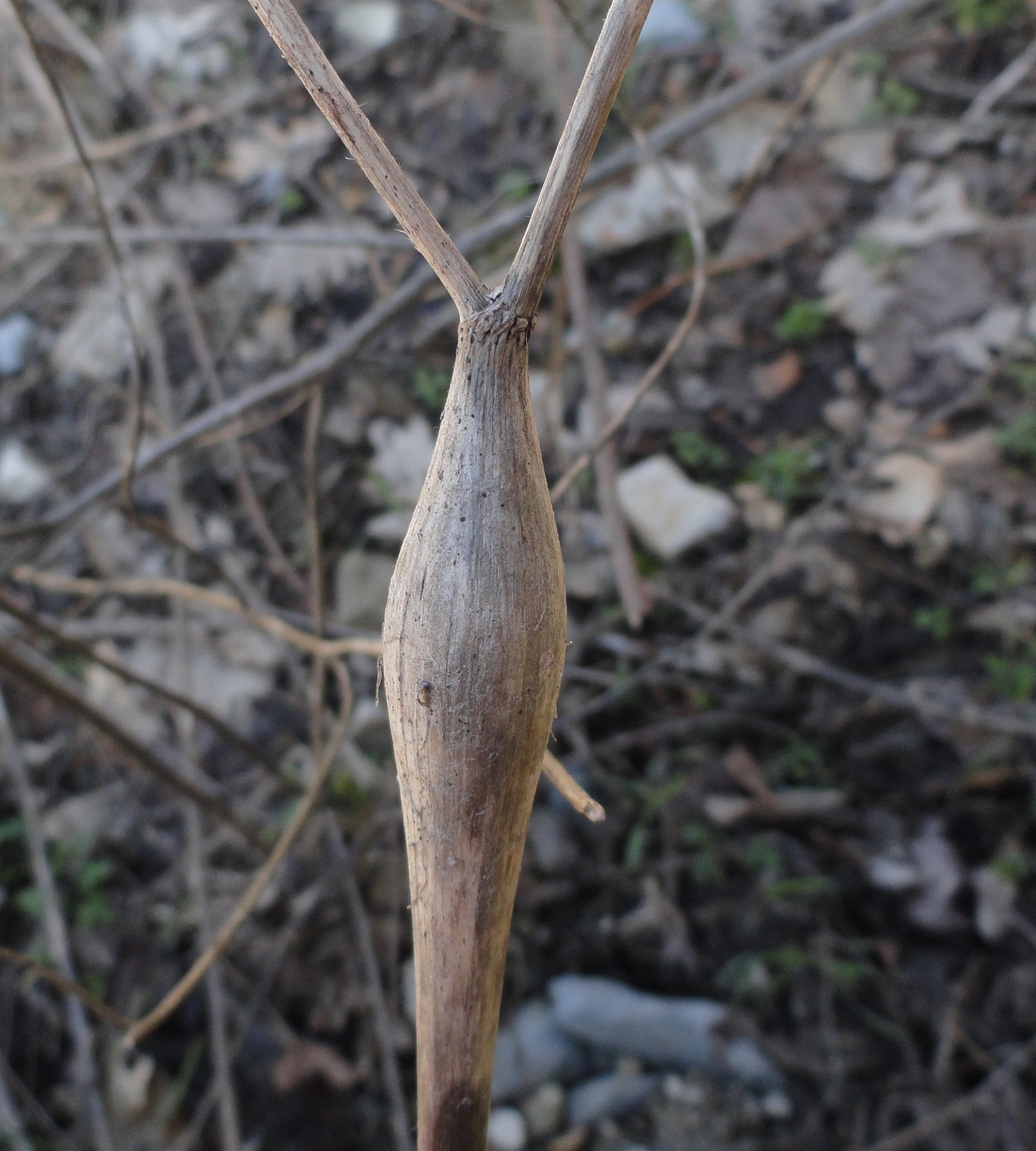 Image of Physocaulis nodosus specimen.