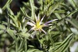 Centaurea iberica. Соцветие-корзинка в начале развития. Южный Казахстан, хр. Боролдайтау, ущ. Канай. 08.05.2000.