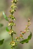 Rumex obtusifolius. Часть соплодия. Ленинградская обл., Ломоносовский р-н, дер. Лопухинка, каньон в истоке р. Лопухинка, прибрежная луговинка. 18.07.2015.