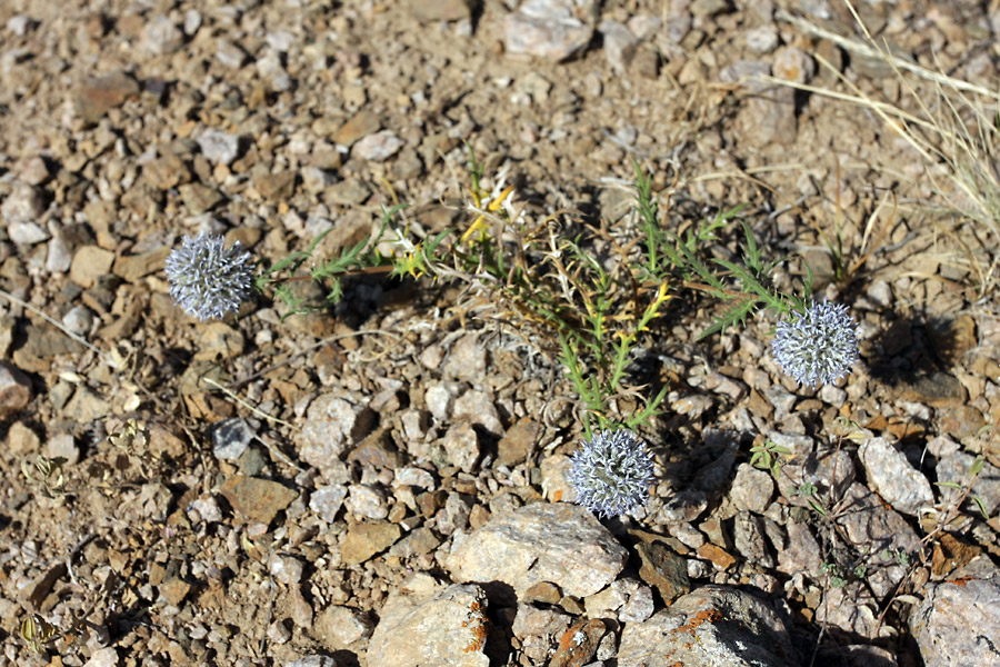 Image of Echinops tschimganicus specimen.