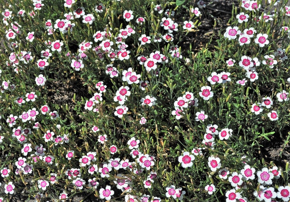 Изображение особи Dianthus deltoides.